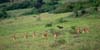 20090603-080902_QENP_Uganda_Spotted_Hyaena_and_Kobs