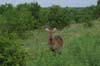 20090603-092829_QENP_Uganda_female_Waterbuck