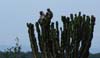 20090603-093103_QENP_Uganda_Vervet_Monkeys