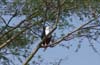 20090603-151803_QENP_Uganda_Boat_trip_African_Fish_Eagle