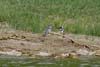 20090603-154134_QENP_Uganda_Boat_trip_Pied_Kingfisher