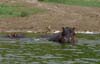 20090603-154305_QENP_Uganda_Boat_trip_Hippo