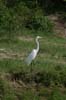 20090603-155759_QENP_Uganda_Boat_trip_Great_Egret