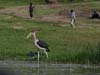 20090603-161752_QENP_Uganda_Boat_trip_Marabou_Stork