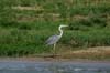 20090603-162301_QENP_Uganda_Boat_trip_Grey_Heron