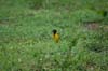 20090603-171406_QENP_Uganda_Black-headed_Weaver_Education_Site_Mweya