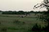 20090604-073528_QENP_Uganda