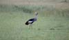 20090604-073549_QENP_Uganda_Black_Crowned_Crane