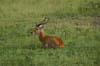 20090604-075048_QENP_Uganda_male_Kob