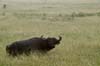 20090604-075103_QENP_Uganda_African_Buffalo