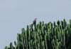 20090604-083706_QENP_Uganda_White-browed_Coucal