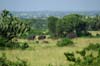 20090604-090001a_QENP_Uganda_African_Elephants