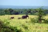 20090604-090159_QENP_Uganda_African_Elephants