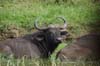 20090604-151602_QENP_Uganda_Boat_trip_African_Buffalo