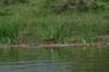 20090604-152631_QENP_Uganda_Boat_trip_African_Jacana