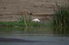 20090604-154958_QENP_Uganda_Boat_tripAfrican_Spoonbill
