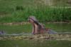 20090604-160716_QENP_Uganda_Boat_trip_Yawning_Hippo