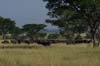 20090605-091033_QENP_Uganda_Ishasha_African_Buffalos