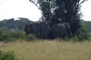 20090605-095528_QENP_Uganda_Ishasha_African_Elephants