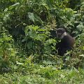 20080712-114158_Colobus_monkeys