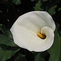 20080713-121233_Zantedeschia_Resthouse_Gisakura