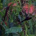 20080713-171603_Kolibri_Ausschnitt