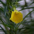 20080713-172048_gelber_Oleander_Bethanie_Kibuye