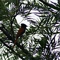 20080714-095102_Kibuye_Vogel