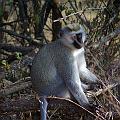 20080715-074957_Gruene_Meerkatze_Akagera_Park