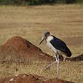 20080715-075526_Marabu_Akagera_Park