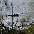 20080715-080410_Hippos_Akagera_Park