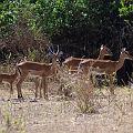 20080715-093304_Impalas_Akagera_Park