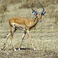 20080715-093401_Impalas_Akagera_Park