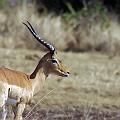 20080715-093437_Impalas_Akagera_Park