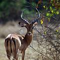 20080715-093713_wunderschoenes_Impala_Akagera_Park