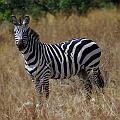 20080715-100922_Zebras_Akagera_Park