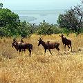 20080715-100957_Topi_Akagera_Park