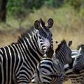 20080715-101342_Zebras_Akagera_Park