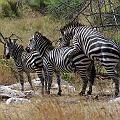20080715-101459_Zebras_Akagera_Park
