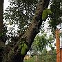 20080321-100734_Jackfruit