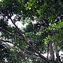 20080321-101806_komischer_Vogel