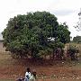 20080322-134505_Mango_Baum