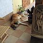 20080322-164449_was_fuer_ein_Wachhund