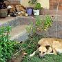 20080322-164519_Siesta_auch_fuer_die_Wachhunde