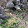 20080322-173200_velvet_monkey_und_Ziege_in_trauter_Zweisamkeit