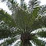 20080324-133547_Palme_im_Garten_Imperial_Botanical_Beach_Hotel