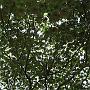 20080324-153749_Tropische_Kastanie_im_Botanischen_Garten_Entebbe