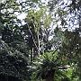 20080324-154206_Botanischer_Garten_Entebbe
