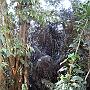 20080324-154242_Botanischer_Garten_Entebbe