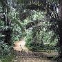 20080324-154429_Urwald_Botanischer_Garten_Entebbe